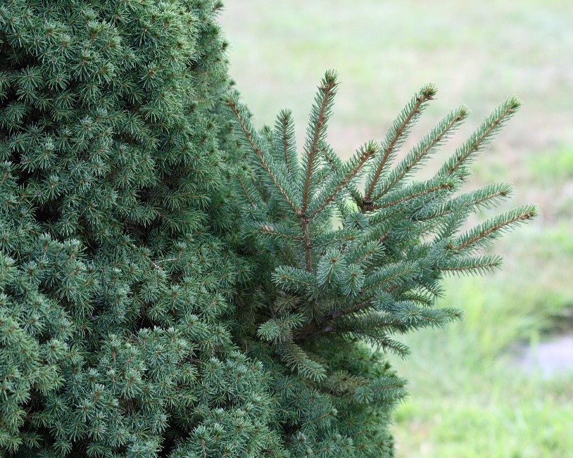 mutant-dwarf spruce